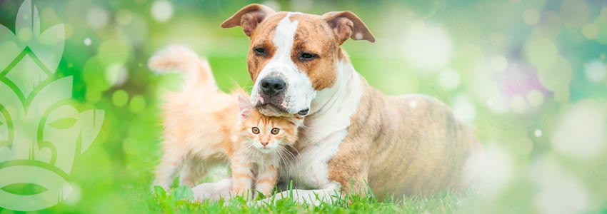 Prendi Un Cane O Un Gatto